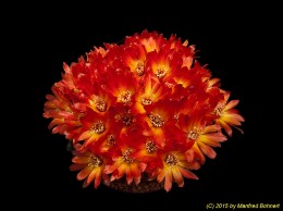 Sulcorebutia tarabucoensis HS125a 1244 
